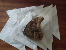 10 MORPHO DIDIUS ssp A1 MALE data  Peru. EXCELLENT PRICE!!  LIMITED STOCK!