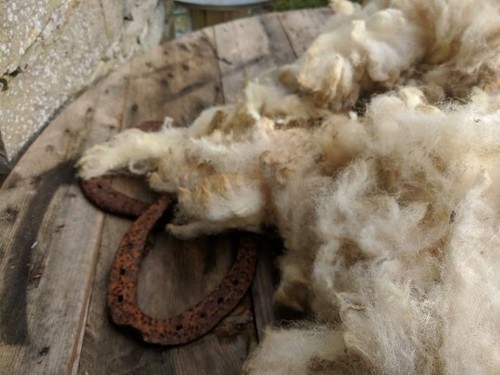Whole organic sheep - organic, fleece