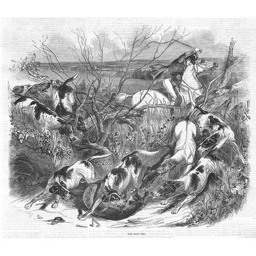 Hunting the last fox - fox,