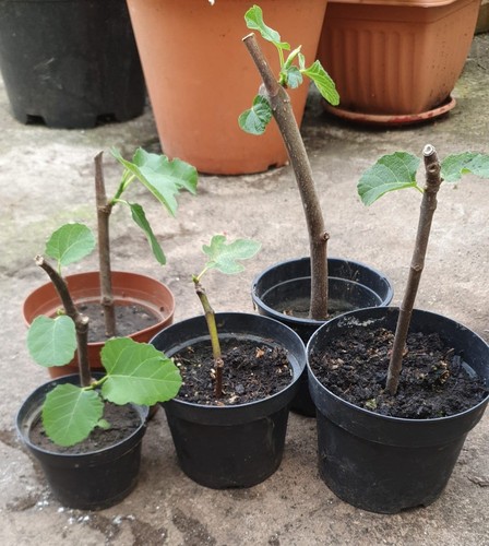 Organic live fig tree - live,