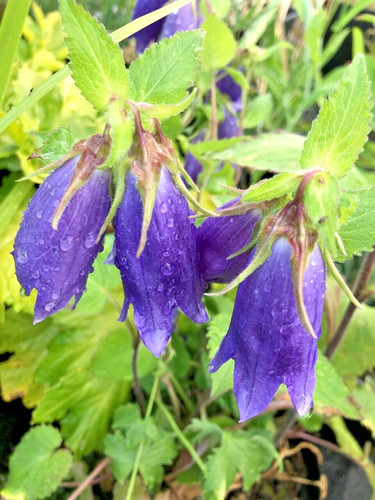 Campanula sarastro herbaceous - campanula,