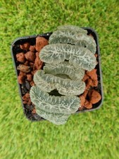 Haworthia truncata Okinawa 8cm