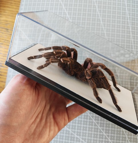 Tarantula specimen dsipaly - specimen, in