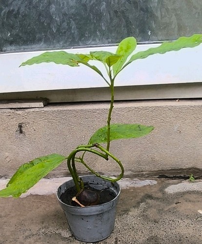 Avocado plant - avocado,