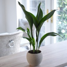 T&M Aspidistra Elatior House Plants Indoor Potted 12cm Pot Cast Iron Plant