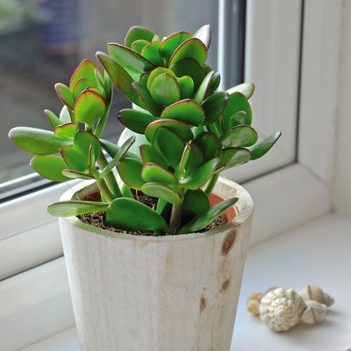 Crassula ovata house office - house,