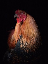 (6) LF Partridge Cochin