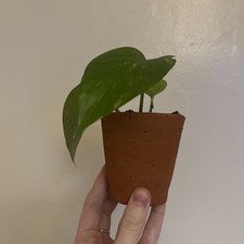 Vintage Hand Thrown Terracotta