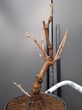 large wisteria Bonsai air