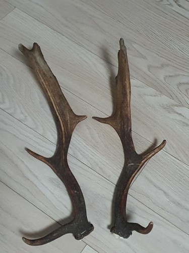 Pair fallow deer antlers - pair,