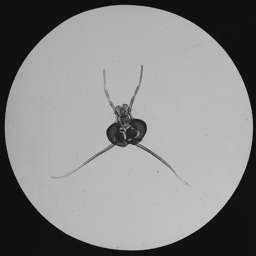 Head ephemeron fly - ephemeron,