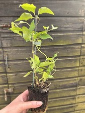 1 x ex9cm bare root Clematis