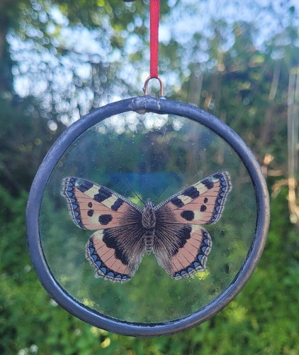 Stained glass tortoiseshell - stained,