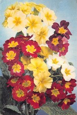 FLOWERS POSTCARD POLYANTHUS CONTINENTAL SIZE GD + VERY GD