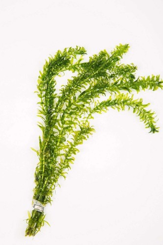 Egeria densa 500 bunches - densa, 1-
