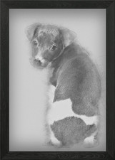 Italian Greyhound puppy si