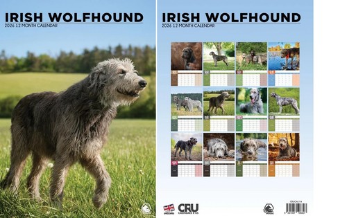 Irish wolfhound 2026 calendar - wolfhound,