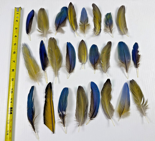 Lot blue gold macaw - blue,