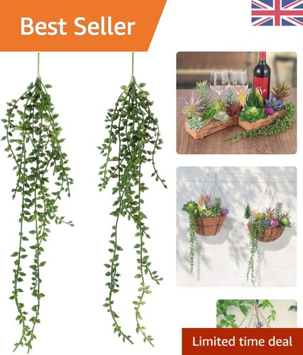 Lush hanging succulent plants - lush,