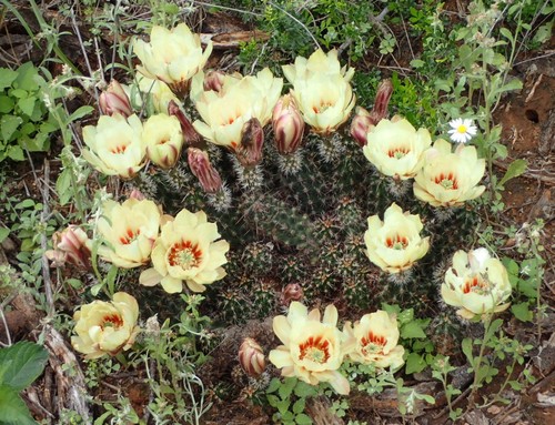 Echinocereus papillosus - ,