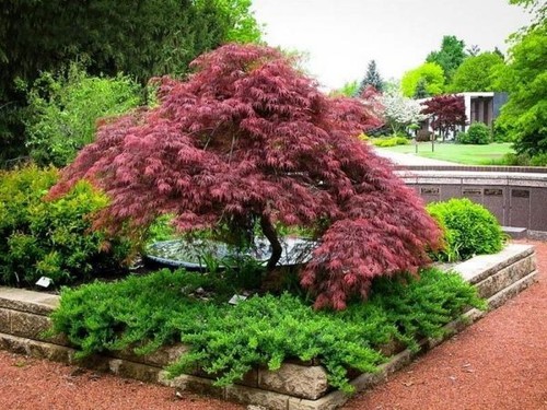 Acer tree japanese - tree, bush