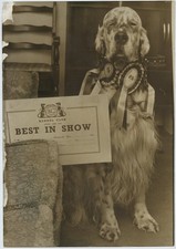Crufts Winner 1977 English