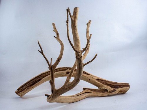 Hefty manzanita aquarium - manzanita,