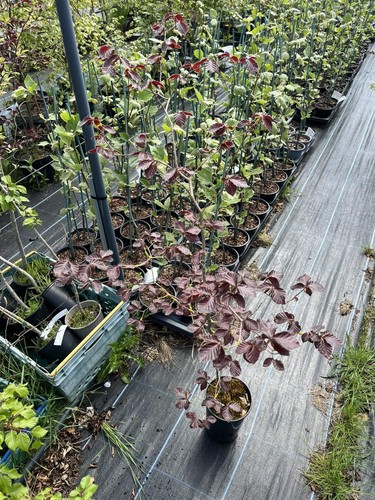 Purple copper beech - purple/copper,