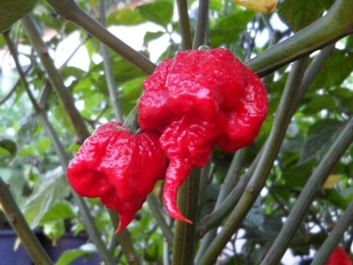 Fresh picked homegrown - picked,