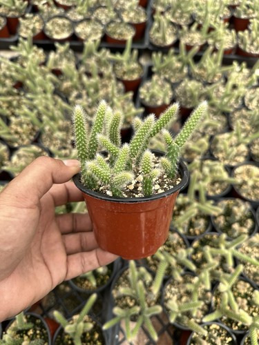 Aporocactus flagelliformis rat - aporocactus,
