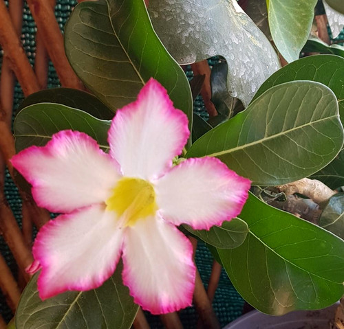Adenium obesum pinkstar - adenium,