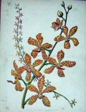 Old Antique Print 1885 Colour Vanda Batemanii Grandiflora Flower Plant 19th