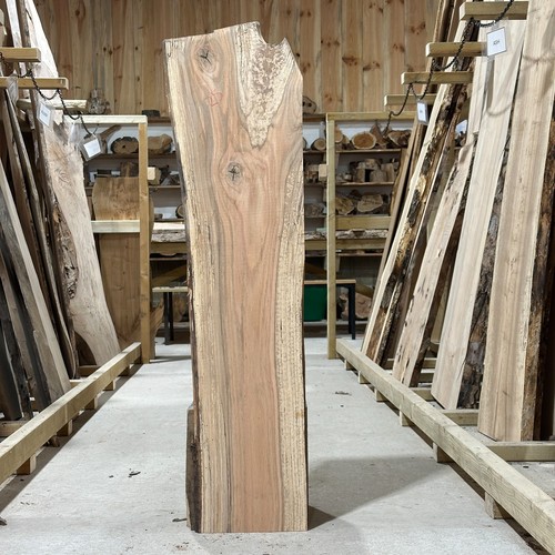 Red oak plank - oak, live