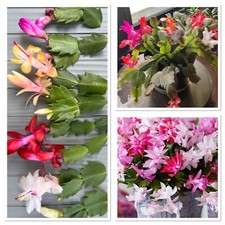 Mixed Christmas Cactus selection! Large surprise mix of colours! 3X cuttings