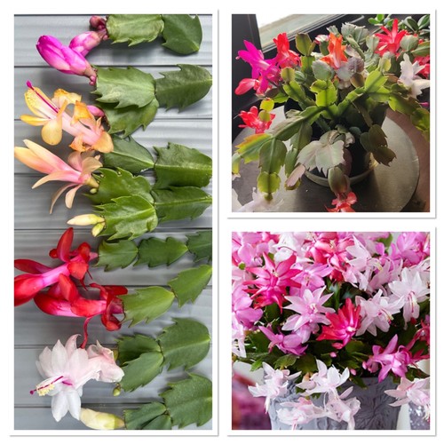Mixed christmas cactus - mixed,