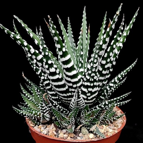 Haworthia zebrina zebra - zebrina, 'zebra
