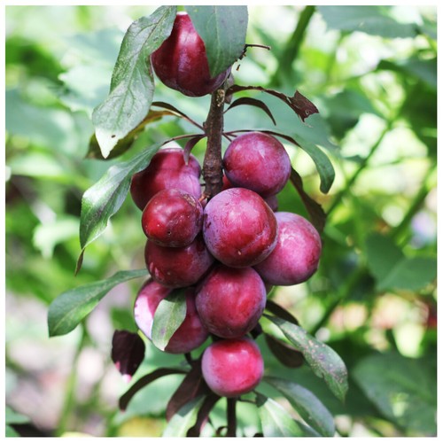 Big juicy victoria - juicy, tree