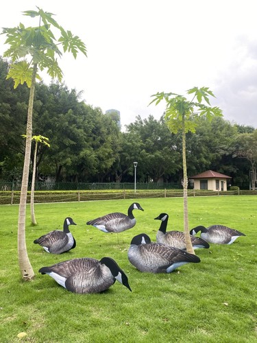 Canada geese photo real - canada,