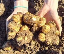 Jerusalem Artichoke 2 Pounds