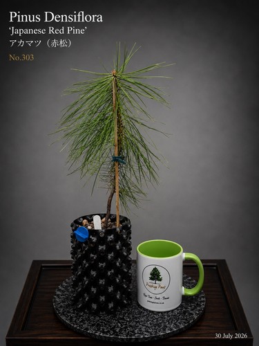 Japanese red pine pinus - pine, (pinus