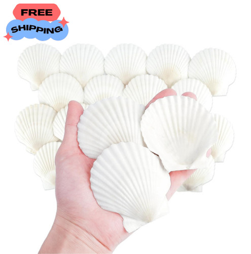 Natural scallop shells 20pcs - scallop,