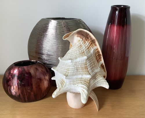 Conch shell good - conch, condition