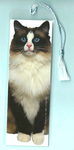 Black white ragdoll cat - black,