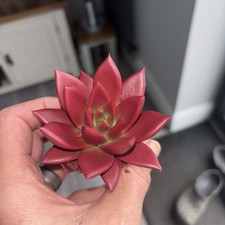  Echeveria decorative rainbow