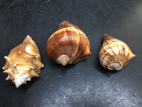 Shell lot conch land - shell,