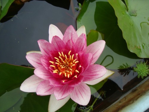Super waterlilies for 12 - 3, £12