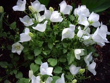 Campanula White Clips  in a