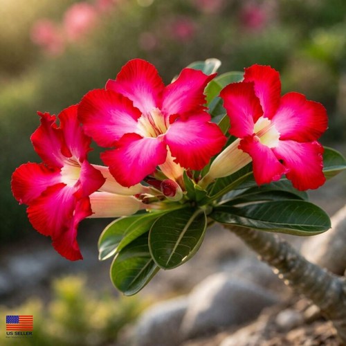 Desert rose seeds mixed - 5,