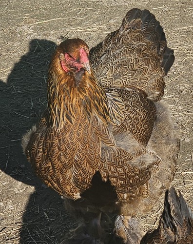 Partridge brahma hatching - brahma,