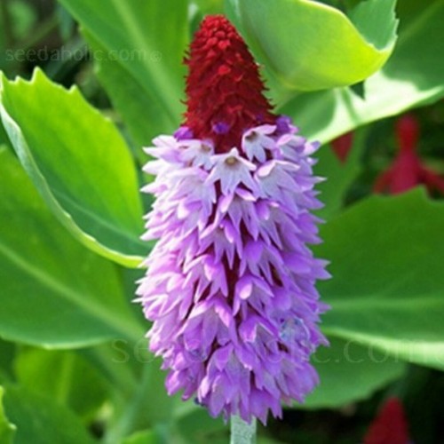 Primula vialii orchid - primula, vialii,